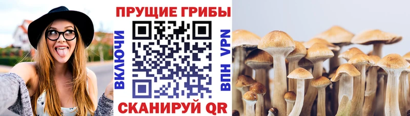 Купить где  Вологда  Галлюциногенные грибы Cubensis 